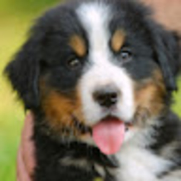 Meet your Posher, Sofina - Picture 1 of 1